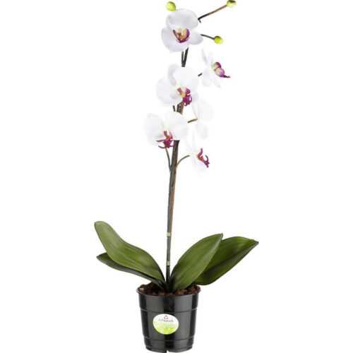 ORCHIDEJ orchidej - krémová