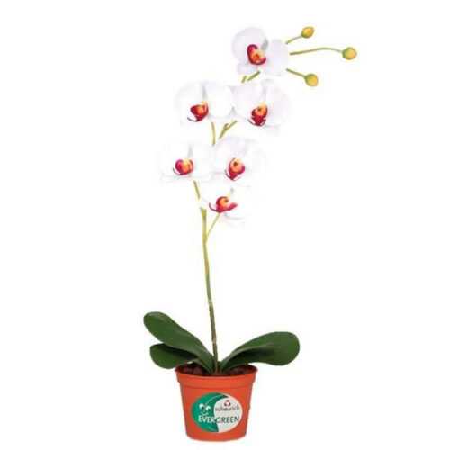 ORCHIDEJ orchidej - zelená