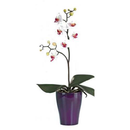 ORCHIDEJ orchidej - zelená