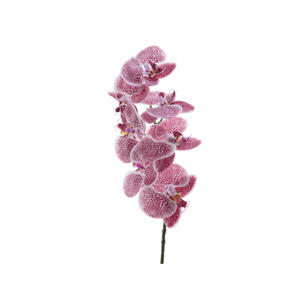 ORCHIDEJ