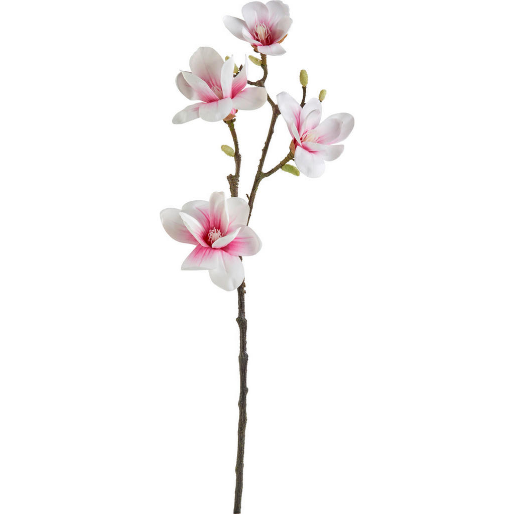 MAGNOLIE 80 cm