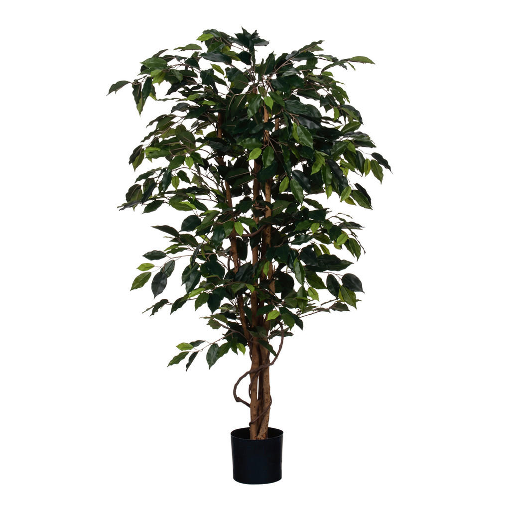 XXXL FIKUS BENJAMÍN XXXL
