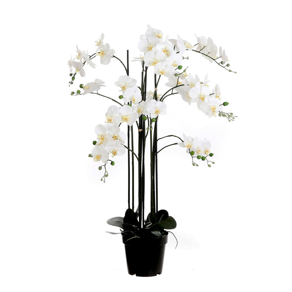 XXXL ORCHIDEJ XXXL