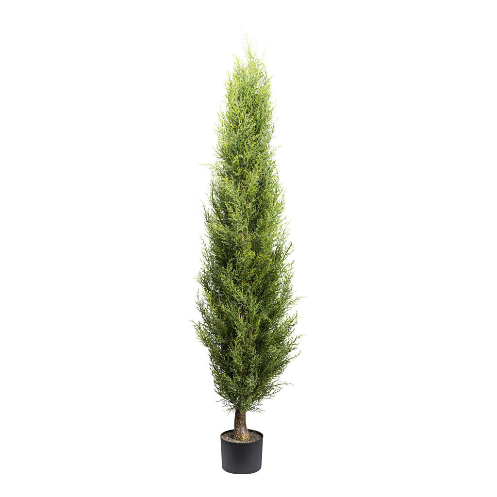 XXXL UMĚLÁ ROSTLINA túje 150 cm XXXL