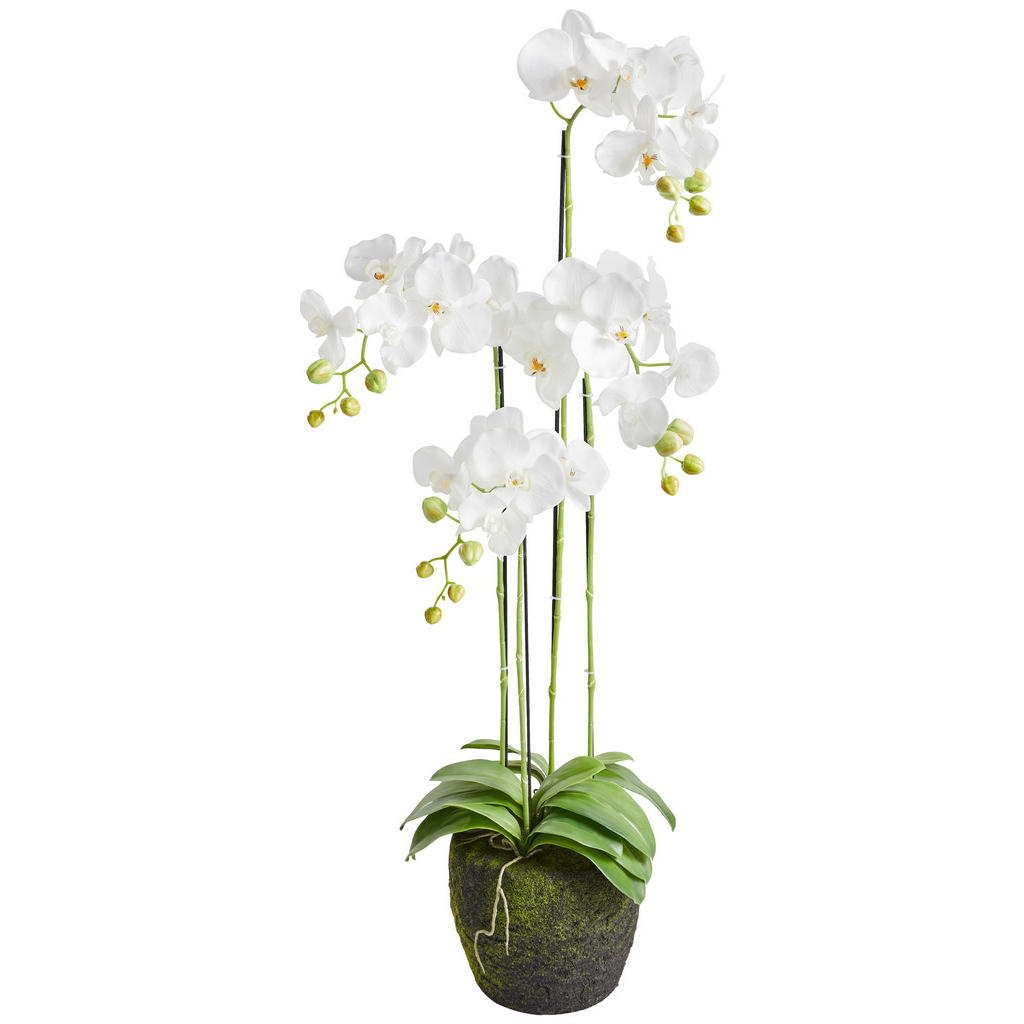 XXXL ORCHIDEJ 100 cm XXXL